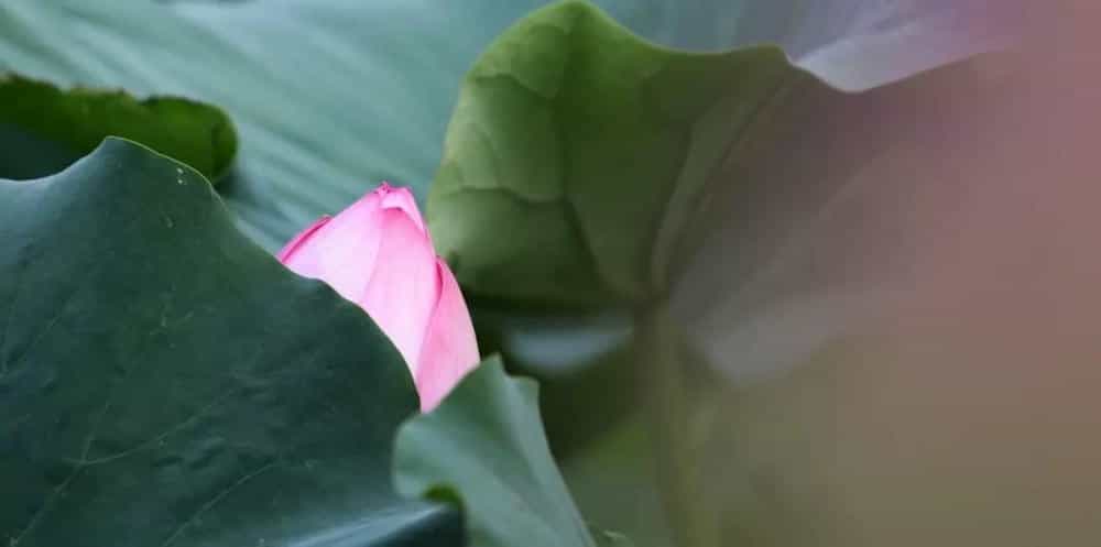 淡秋芙蓉 香韵悠长(图12)