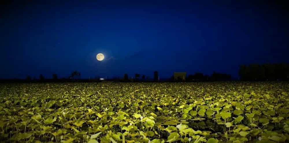 淡秋芙蓉 香韵悠长(图17)