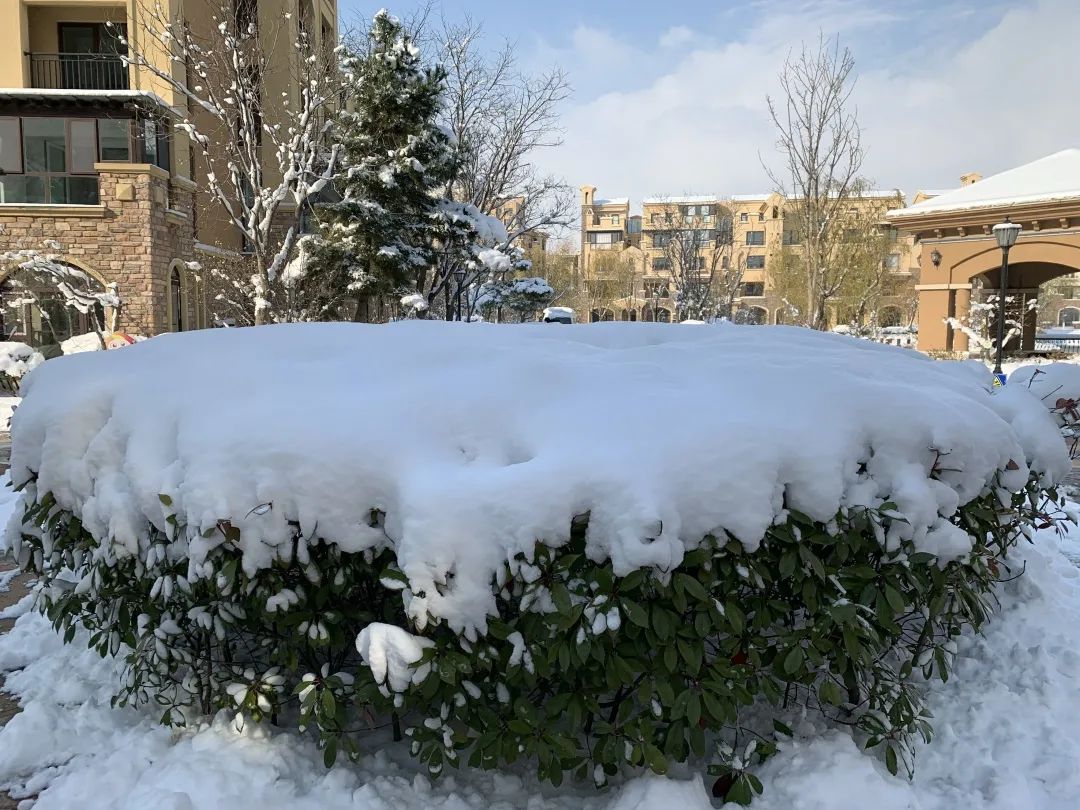 爱莲湾初雪降临 | 与您分享纯白色的极致浪漫(图5) 爱莲湾初雪降临 | 与您分享纯白色的极致浪漫(图5)
