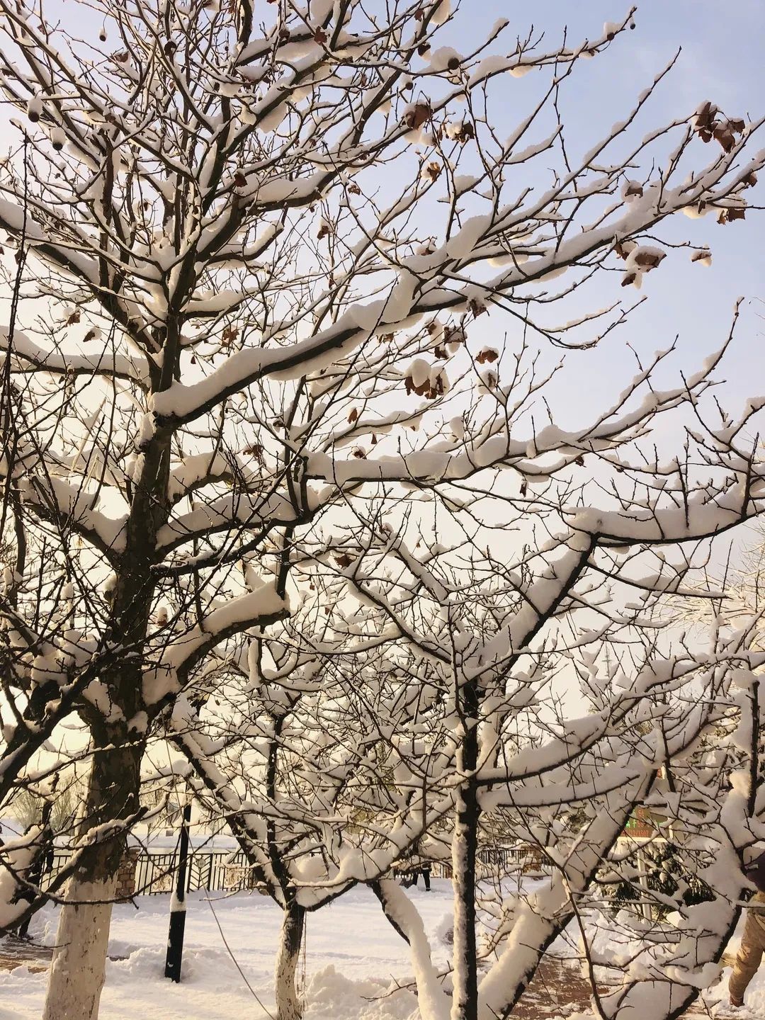 爱莲湾初雪降临 | 与您分享纯白色的极致浪漫(图10) 爱莲湾初雪降临 | 与您分享纯白色的极致浪漫(图10)