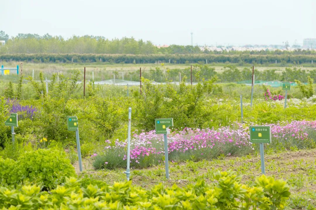 爱莲湾6月活动预告 | 采撷海边的万象生活(图9) 爱莲湾6月活动预告 | 采撷海边的万象生活(图9)